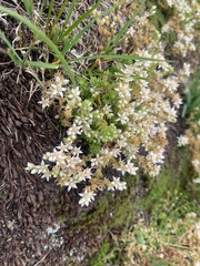 Sedum gracile
