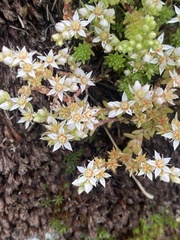 Sedum gracile