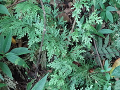Selaginellaceae