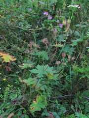 Geranium platypetalum