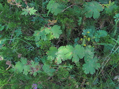 Geranium platypetalum