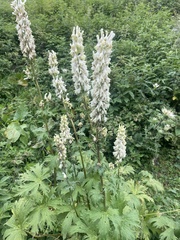 Aconitum orientale