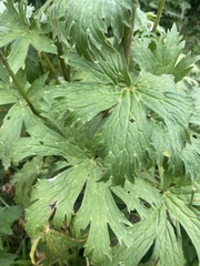 Aconitum orientale
