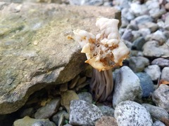 Helvella