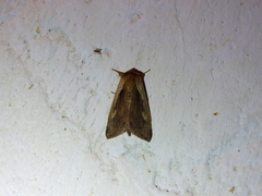 Bellura densa