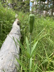 Lilium philadelphicum