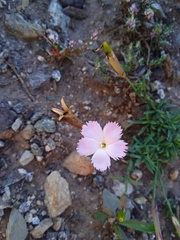 Dianthus anatolicus