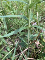 Lilium philadelphicum