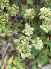 Angelica pinnata