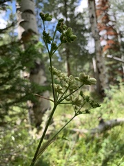 Angelica pinnata