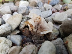 Helvella