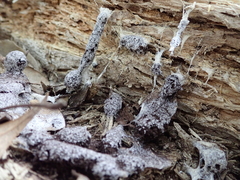 Fuligo septica candida