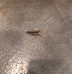 Shirakiacris shirakii