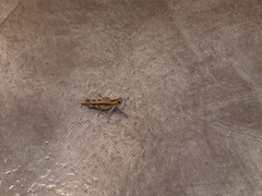 Shirakiacris shirakii