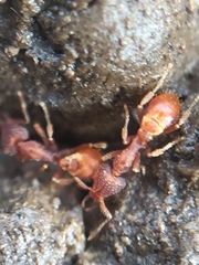 Strumigenys perplexa