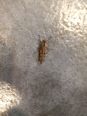 Shirakiacris shirakii