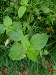 Galinsoga parviflora