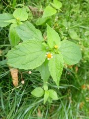 Galinsoga parviflora