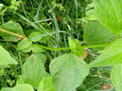 Galinsoga parviflora