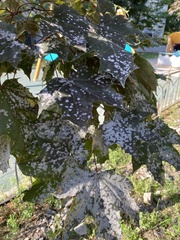 Sawadaea tulasnei