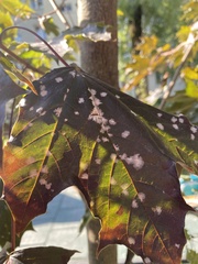 Sawadaea tulasnei