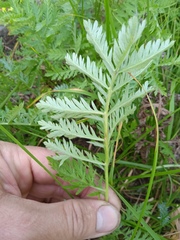 Artemisia armeniaca