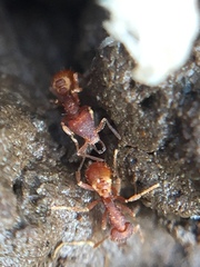 Strumigenys perplexa