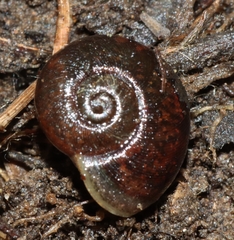 Austrorhytida glaciamans