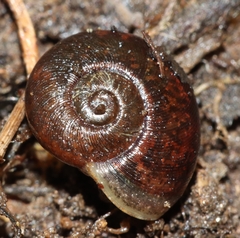Austrorhytida glaciamans