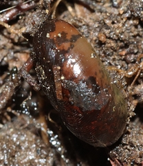 Austrorhytida glaciamans