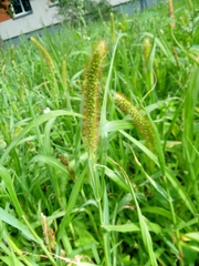 Setaria