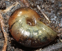 Austrorhytida glaciamans