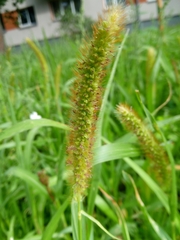 Setaria