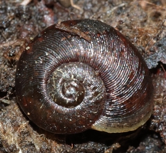 Austrorhytida glaciamans
