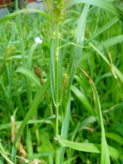 Setaria