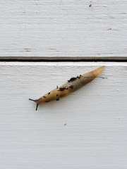 Deroceras caucasicum