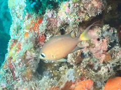 Pycnochromis atripes