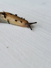 Deroceras caucasicum