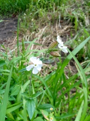 Silene latifolia