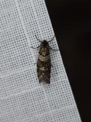 Lepidoscia heliochares