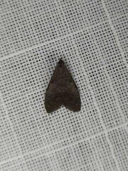 Nola pleurosema