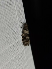 Lepidoscia heliochares