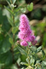 Spiraea × billardii