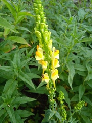 Linaria acutiloba