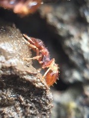 Strumigenys perplexa