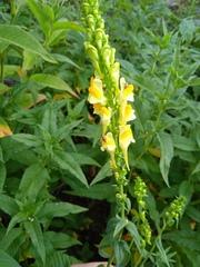 Linaria acutiloba