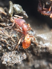 Strumigenys perplexa