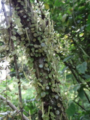 Peperomia rotundifolia