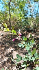 Lespedeza thunbergii