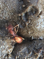 Strumigenys perplexa